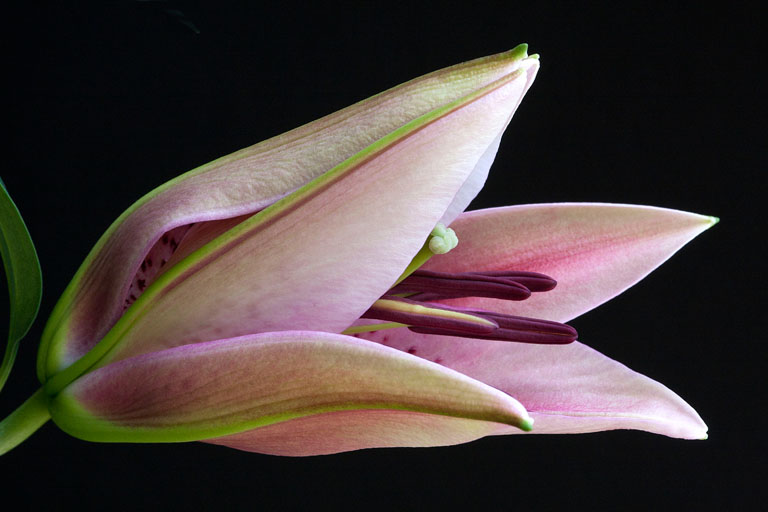 Unfurling lily